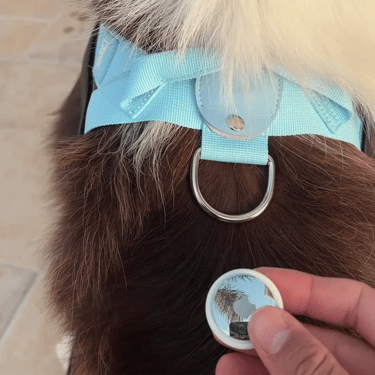Never Lose Your Dog Again: AirTag Holder